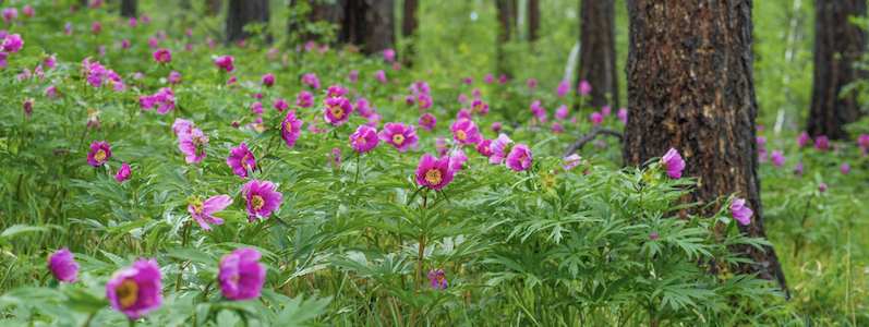 A forest floor carpeted with vibrant pink flowers and lush green foliage. Tall trees with textured bark rise in the background.