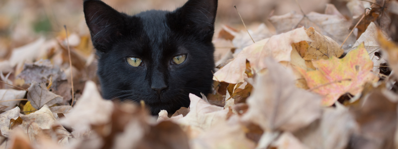 A black cat with bright yellow eyes peers through a pile of brown and orange autumn leaves, creating a playful and mysterious atmosphere.