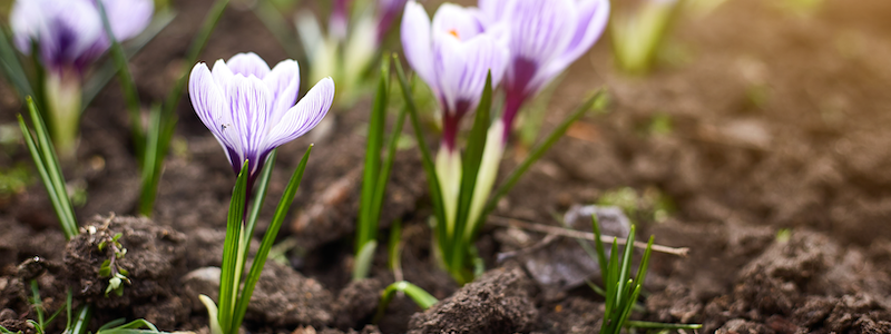 Close-up of purple and white crocus flowers blooming in a garden with brown soil. Sunlight softly illuminates the scene from the top right corner, highlighting the delicate petals and vibrant green leaves.